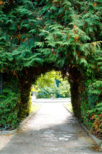 A lush garden scene viewed through a leafy arch formed by dense, variegated evergreen foliage. Prominent in the foreground is a large, textured tree trunk with rough, greyish-brown bark, surrounded by