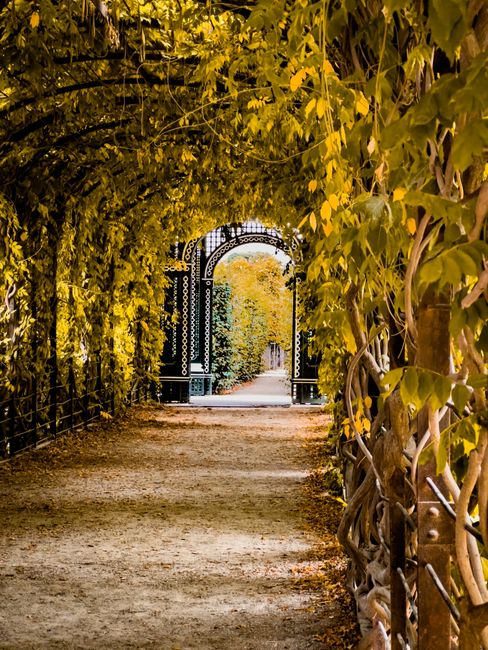 A tranquil garden pathway is framed by an archway of lush foliage with yellow-green leaves, creating a natural canopy overhead. The path, composed of compacted soil with some scattered leaves, leads t