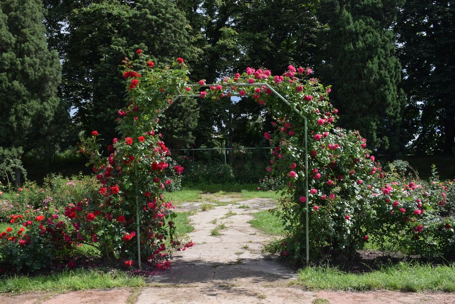 A tranquil garden pathway is framed by an archway of lush foliage with yellow-green leaves, creating a natural canopy overhead. The path, composed of compacted soil with some scattered leaves, leads t